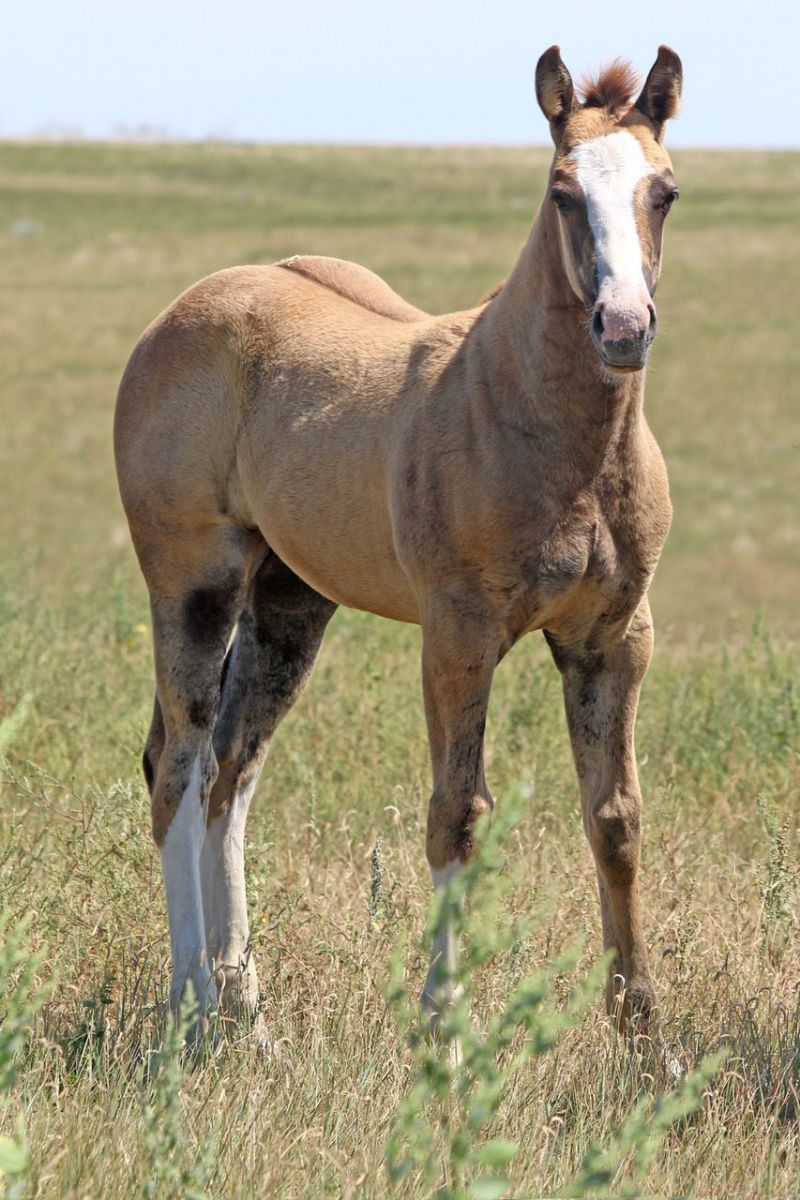 052 - Driftin Tesa filly